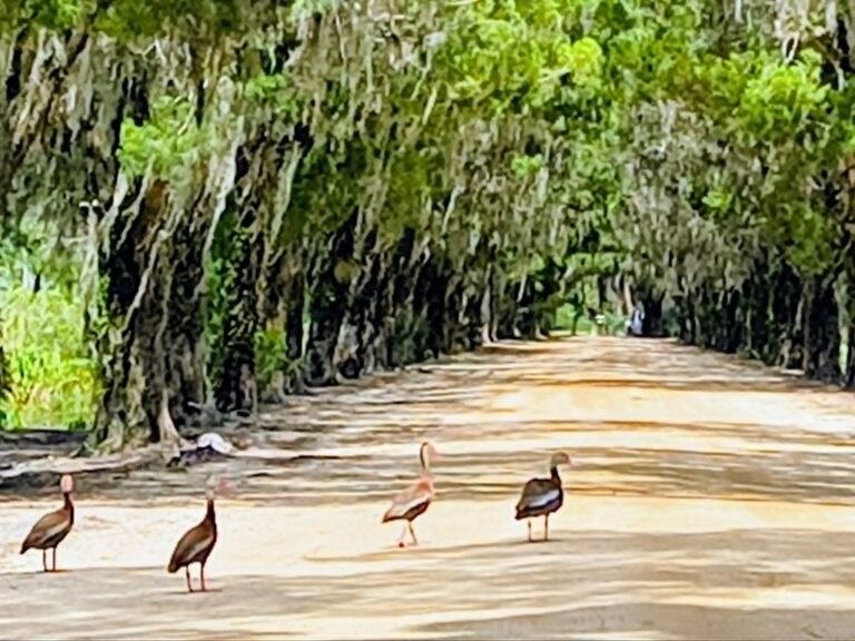 Flock of black-bellied whistling ducks walking down a tree-canopied dirt road at Big Pine Island