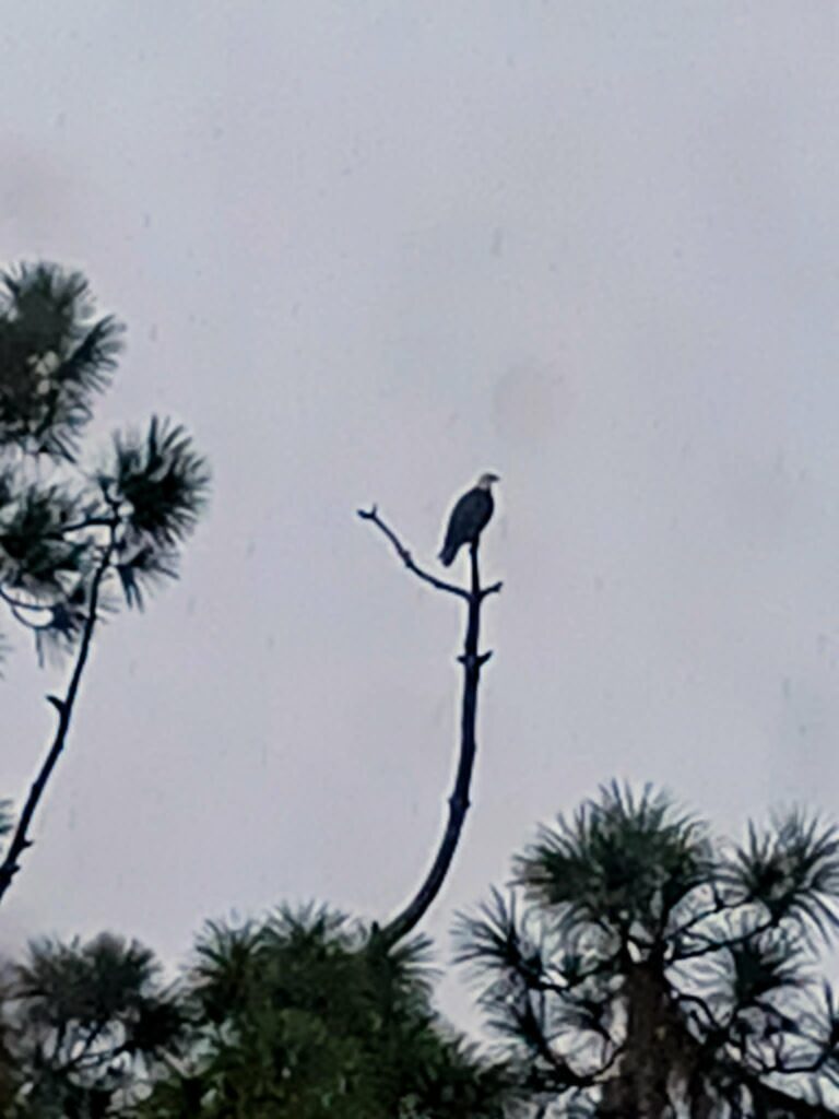 American bald eagle perched on a bare snag above pine trees at Big Pine Island
