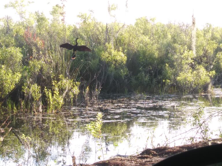 Anhinga spreading its wings to dry in a sunlit marsh at Big Pine Island, Florida