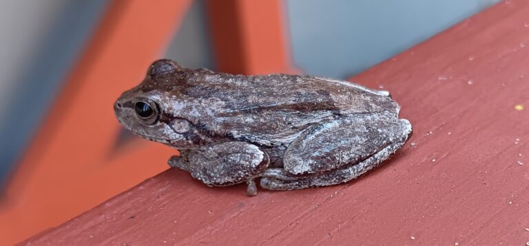 Florida tree frog resting on a red porch railing at Big Pine Island