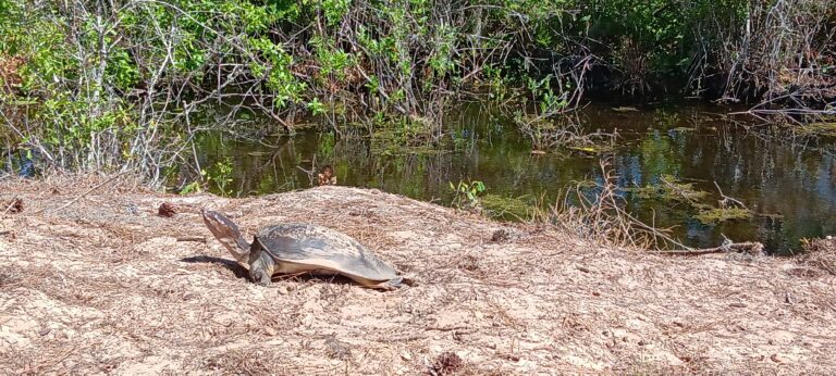 Large Florida softshell turtle resting on sandy ground beside a pond, Big Pine Island