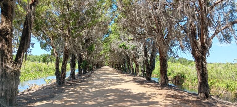 Sunlit dirt road canopied by Spanish moss-draped trees leading into Big Pine Island