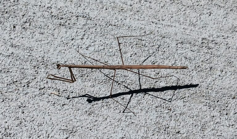 Walking stick insect casting a detailed shadow on concrete at Big Pine Island