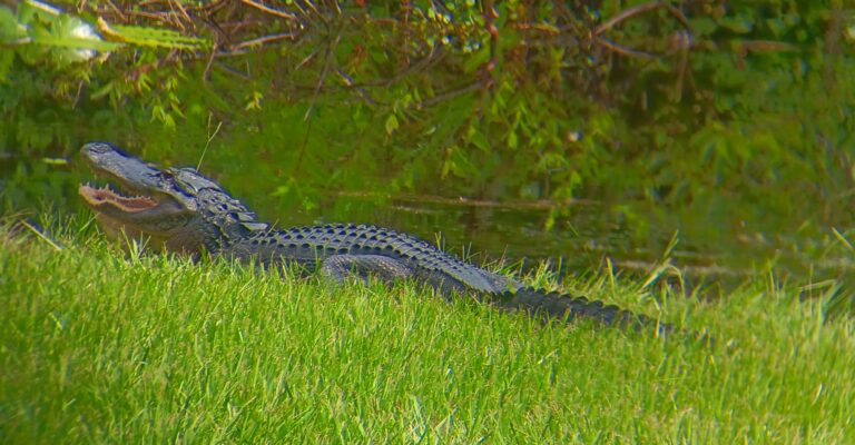 American alligator resting on a grassy bank with mouth open, Big Pine Island, Florida