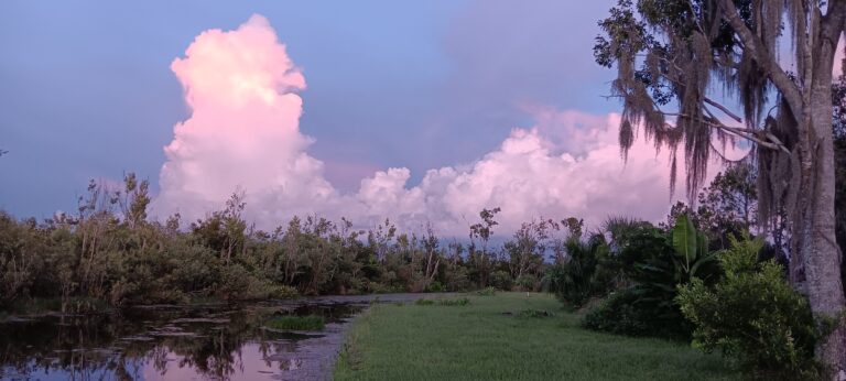 Towering pink cumulus cloud rising over swamp and Spanish moss trees, Big Pine Island