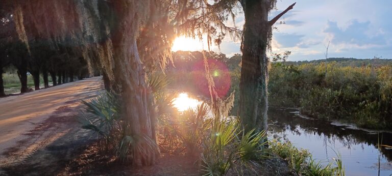 Setting sun filters through Spanish moss along a dirt road beside still water, Big Pine Island