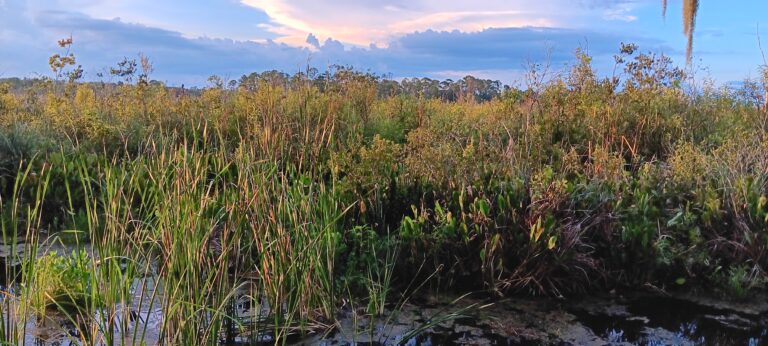 Tall marsh grass glowing in golden hour sunlight under partly cloudy sky, Big Pine Island