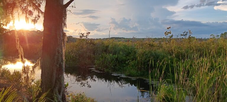 Dramatic sunset silhouettes an oak tree over a Big Pine Island marsh