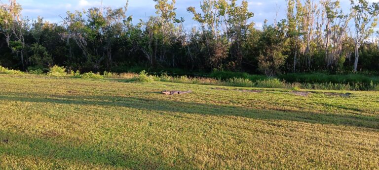 American alligator sunning on an open lawn at golden hour, Big Pine Island