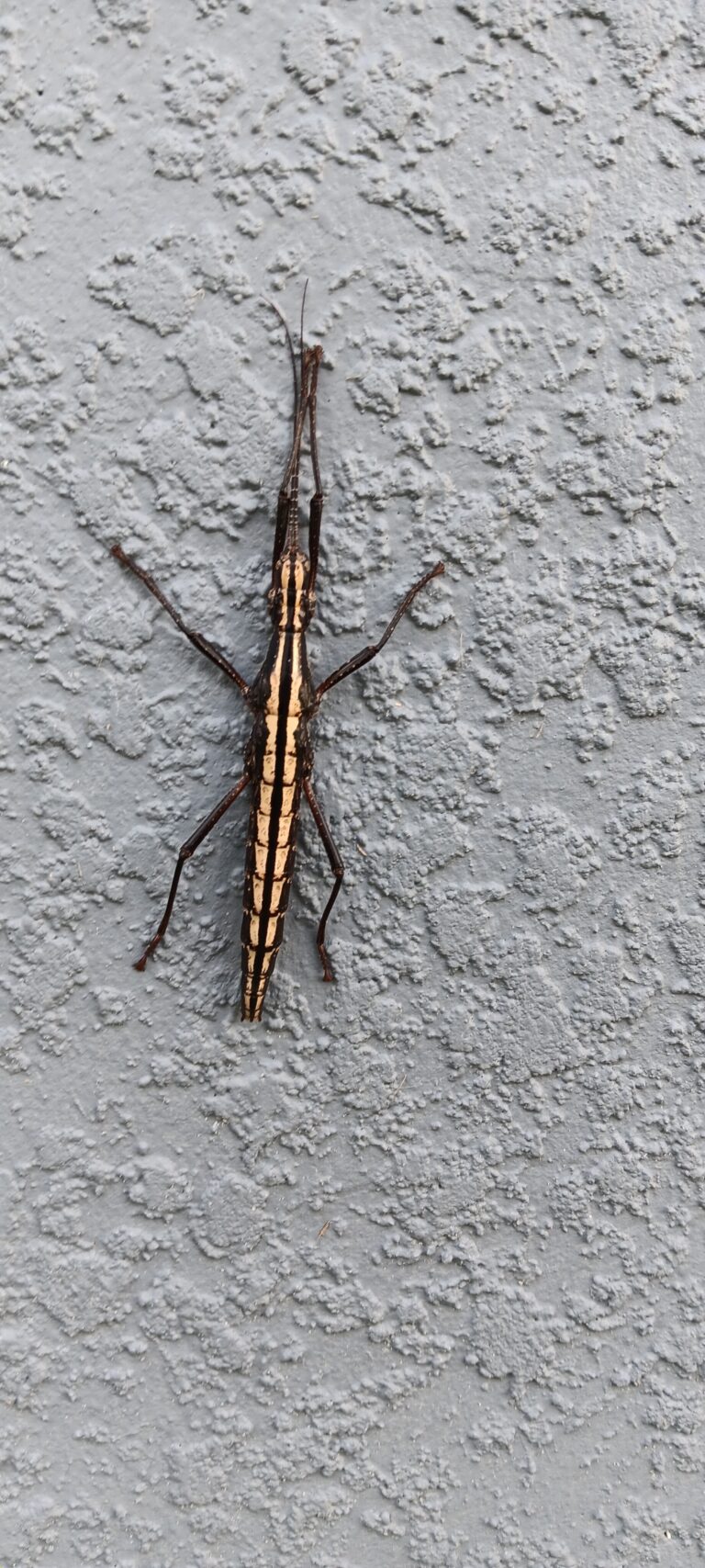 Striped walking stick insect clinging to a textured wall at Big Pine Island