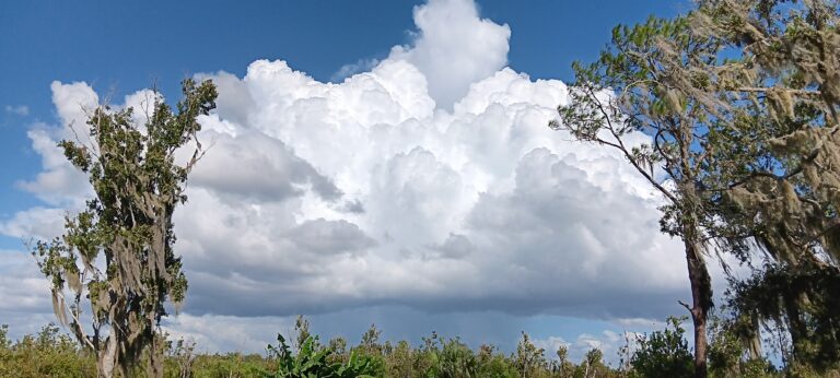 Massive cumulus cloud framed by Spanish moss-draped oaks at Big Pine Island, Florida