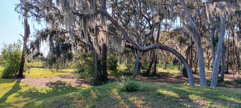 Grove of Spanish moss-draped live oaks arching over open grass at Big Pine Island