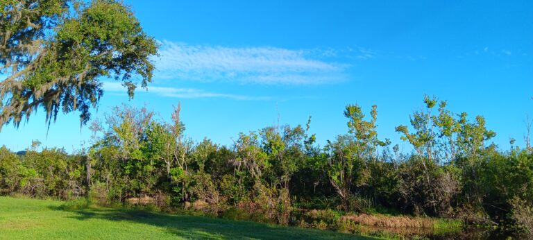 Wide Florida landscape of green brush, mossy oaks and deep blue sky at Big Pine Island