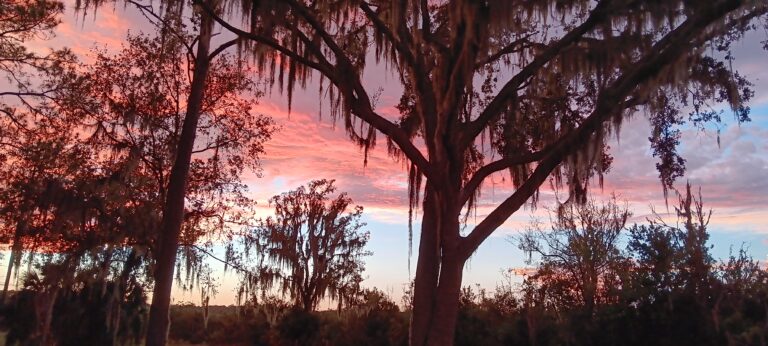 Pink and purple sunset sky filtered through a Spanish moss-draped oak on Big Pine Island