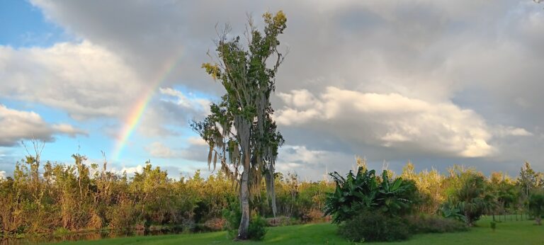 Rainbow arcs over a Spanish moss-draped tree and lush grassland at Big Pine Island, Florida