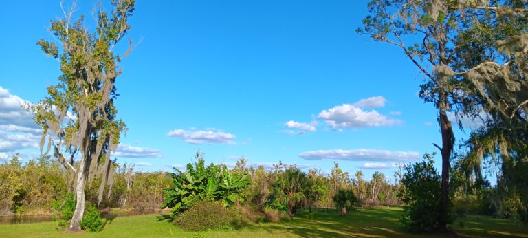 Bright blue sky, banana plants and Spanish moss trees at Big Pine Island, Florida
