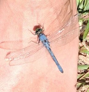 Blue dragonfly resting on a human hand at Big Pine Island, Florida