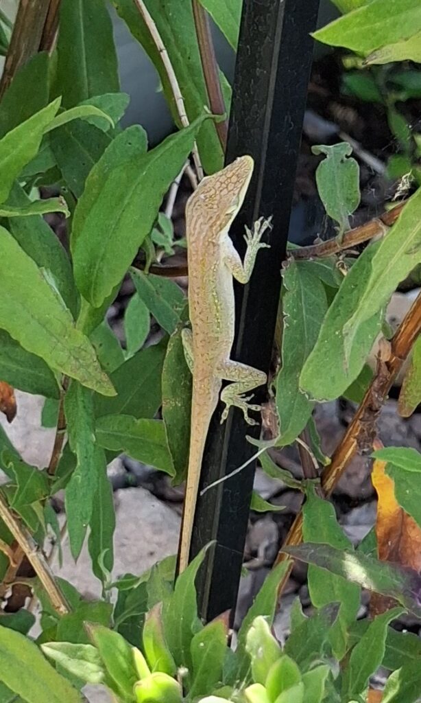 Green anole lizard climbing a garden stake at Big Pine Island