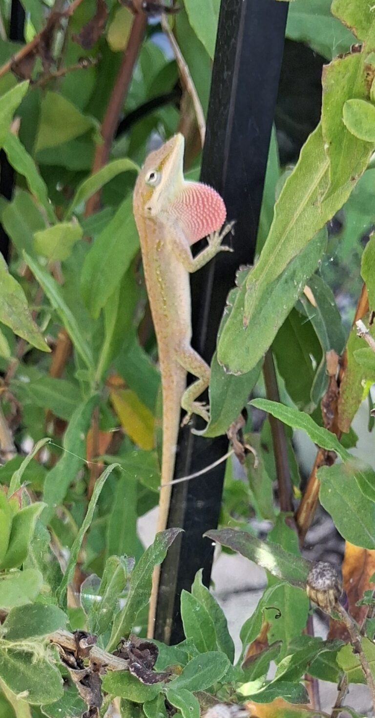 Green anole lizard with pink dewlap extended at Big Pine Island, Florida