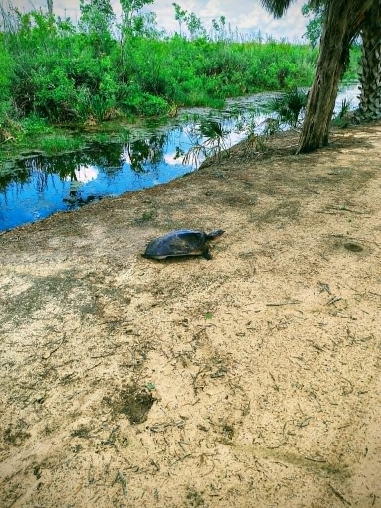 Snapping turtle crossing sandy ground toward a Big Pine Island waterway