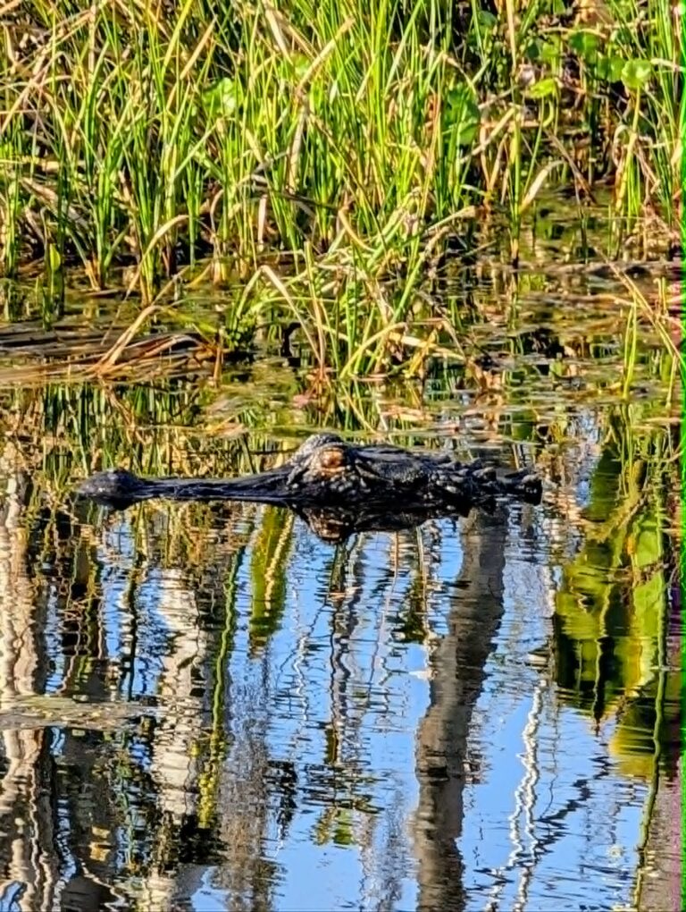 Alligator head submerged at water’s surface with tree reflections, Big Pine Island