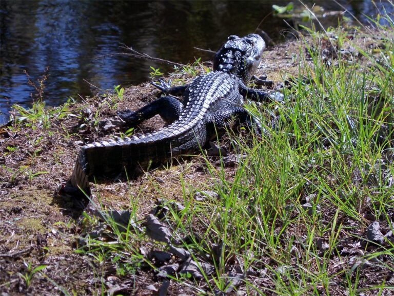 American alligator sunning on a grassy bank beside a Big Pine Island waterway