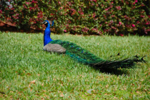 Peacock resting on a sunlit lawn at Big Pine Island, Florida