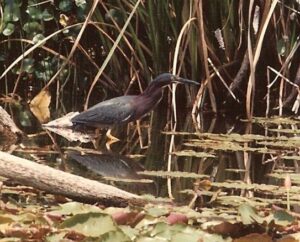 Green heron wading among lily pads in a shaded Big Pine Island waterway