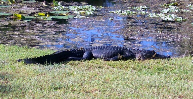 American alligator resting on the grassy edge of a lily pad-covered pond, Big Pine Island