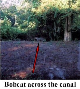 Bobcat spotted across a canal at the edge of the woods, Big Pine Island, Florida