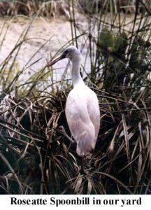 Roseate spoonbill standing among tall grasses at Big Pine Island, Florida
