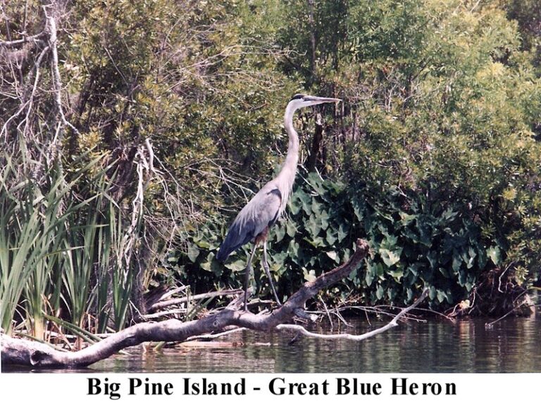 Great blue heron perched on a fallen log at the water’s edge, Big Pine Island