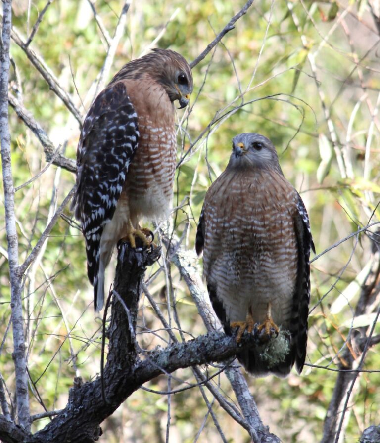 Pair of red-shouldered hawks perched together on an oak branch at Big Pine Island, Florida
