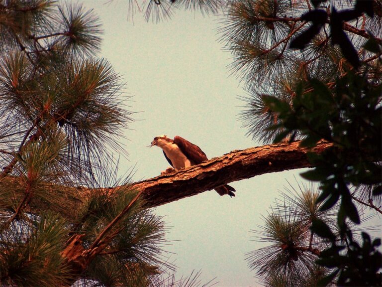 Osprey perched on a branch framed by tall pine trees at Big Pine Island