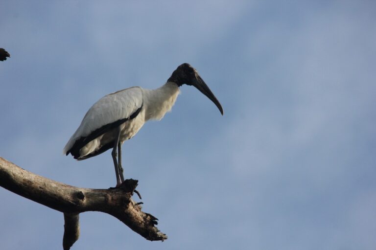 Wood stork silhouetted against a blue sky on a bare branch at Big Pine Island
