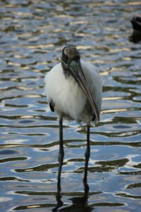 Wood stork standing in rippled sunlit water at Big Pine Island, Florida