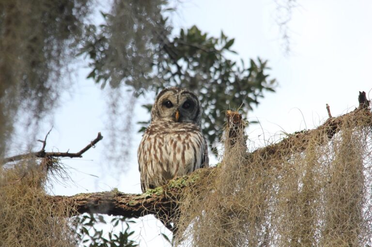 Barred owl perched on a Spanish moss-draped oak branch at Big Pine Island