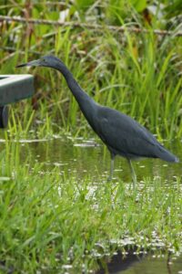 Little blue heron wading through tall marsh grass at Big Pine Island