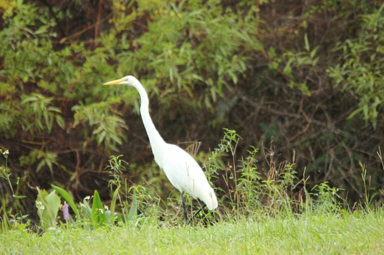 Great egret standing in tall grass beside dense Florida brush at Big Pine Island