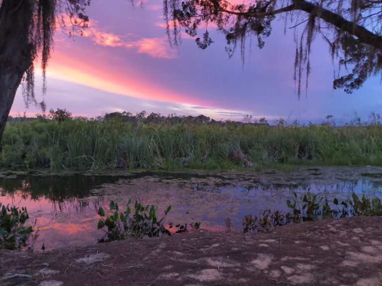 Pink and purple sunset over tall reeds framed by Spanish moss, Big Pine Island