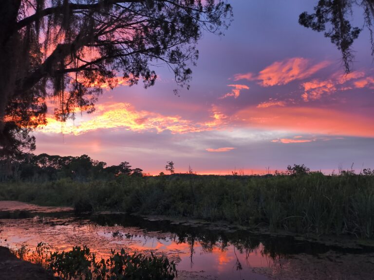 Fiery pink sunset framed by oak branches over a Big Pine Island wetland
