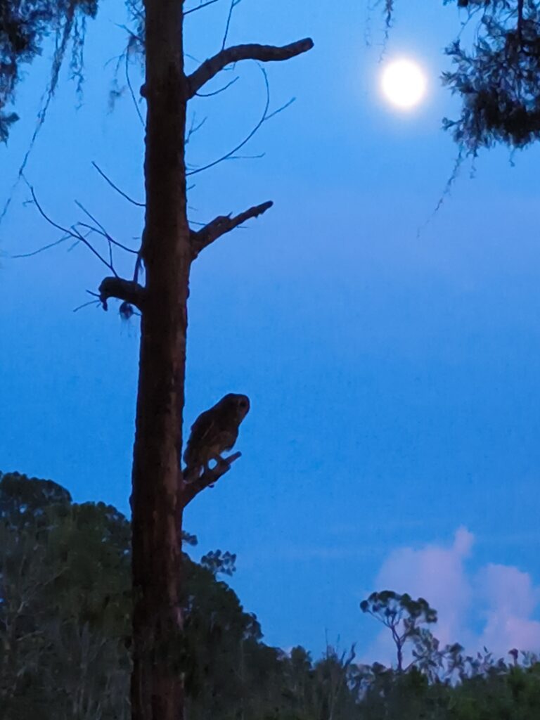 Barred owl silhouette on a pine snag beneath a full moon at twilight, Big Pine Island