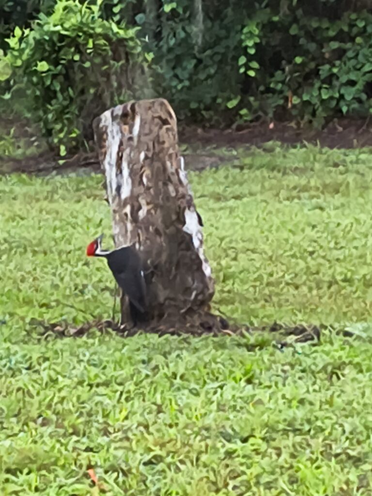 Pileated woodpecker foraging on a tree stump in a Big Pine Island yard