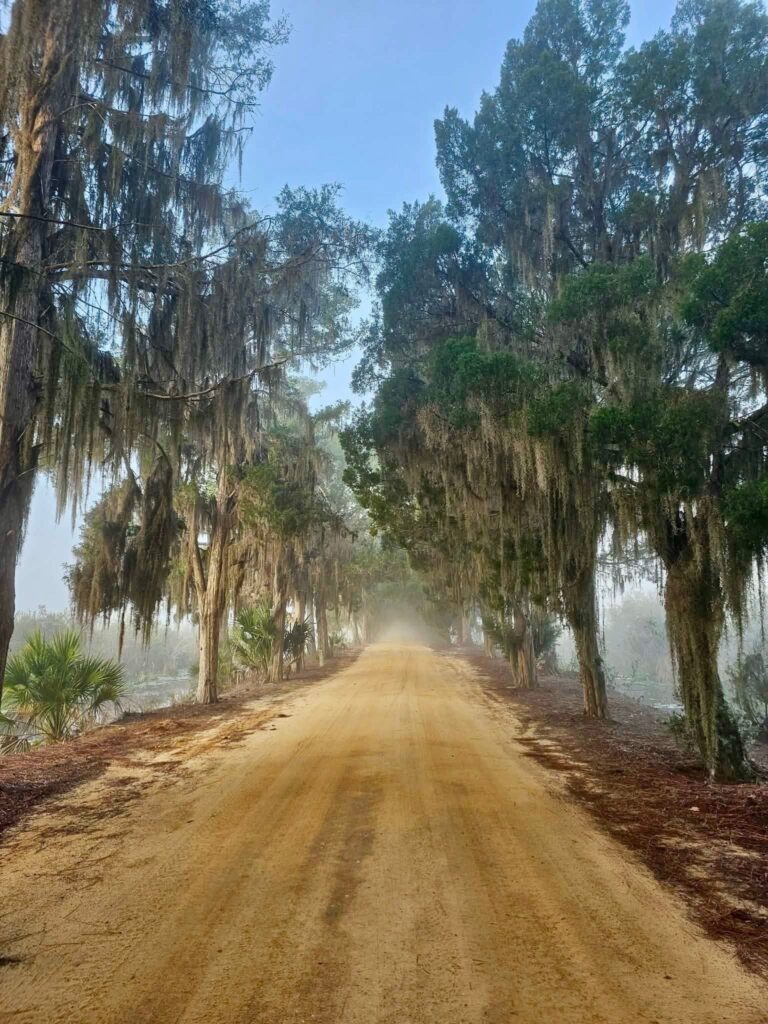 Foggy dirt road canopied by Spanish moss trees leading into Big Pine Island