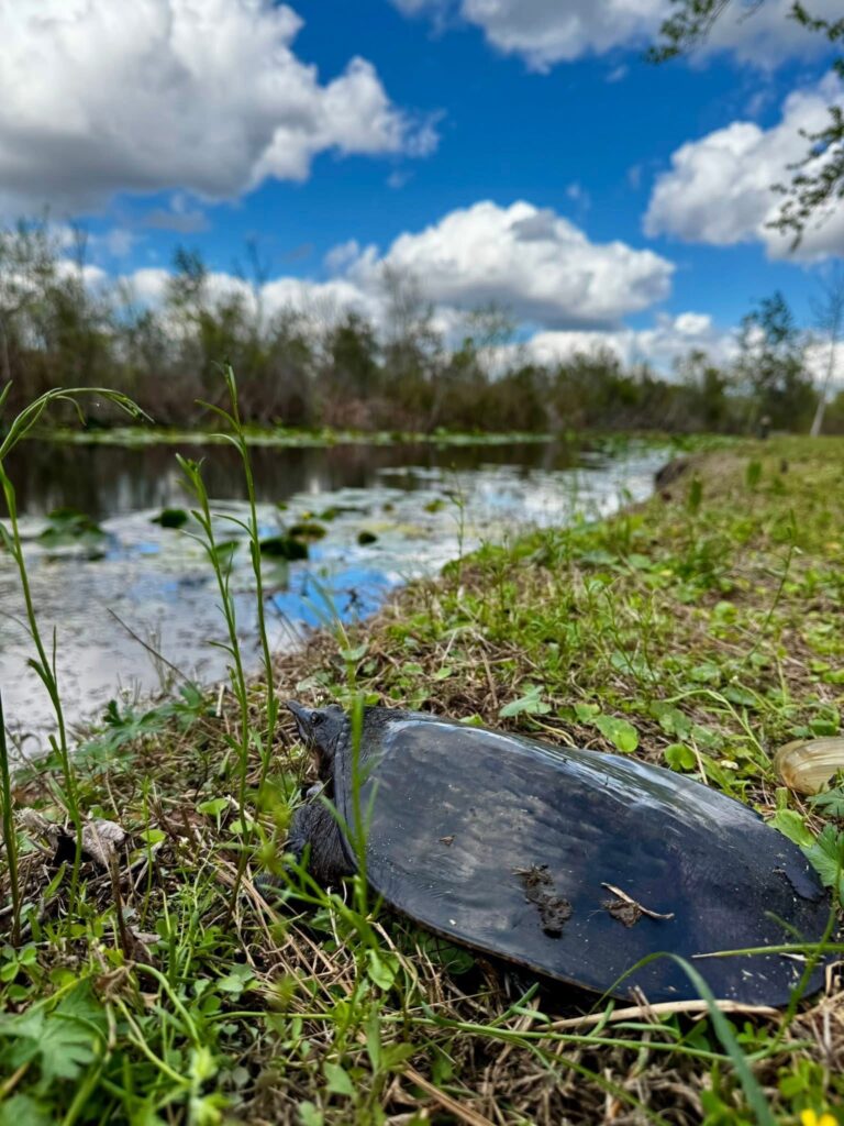 Florida softshell turtle resting on a grassy pond bank under bright clouds, Big Pine Island