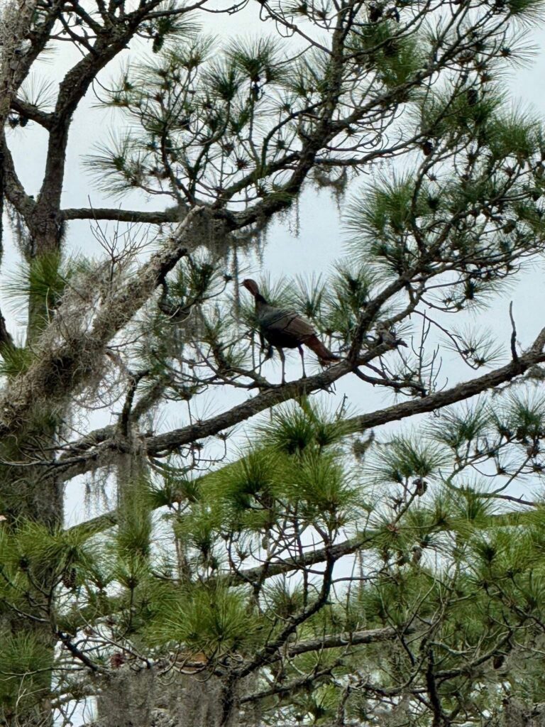 Wild turkey perched high in a pine tree at Big Pine Island, Florida