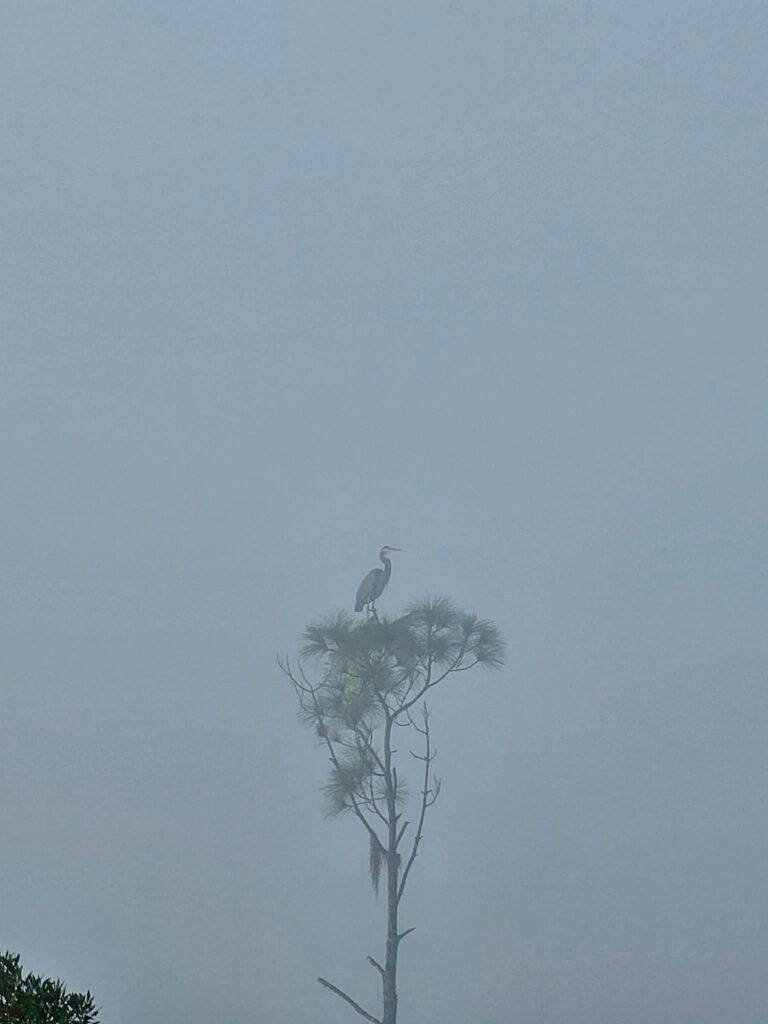 Great blue heron perched atop a lone pine tree in heavy fog at Big Pine Island