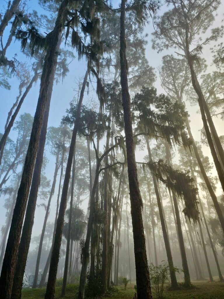 Towering pines draped in Spanish moss rise through morning fog on Big Pine Island