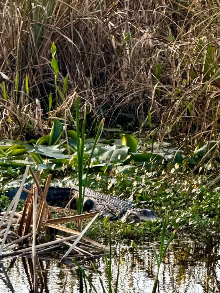 American alligator resting at water’s edge among lily pads, Big Pine Island
