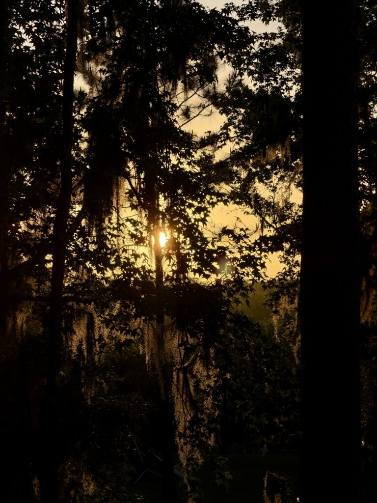 Golden sunset filtering through dense Spanish moss and oak branches at Big Pine Island